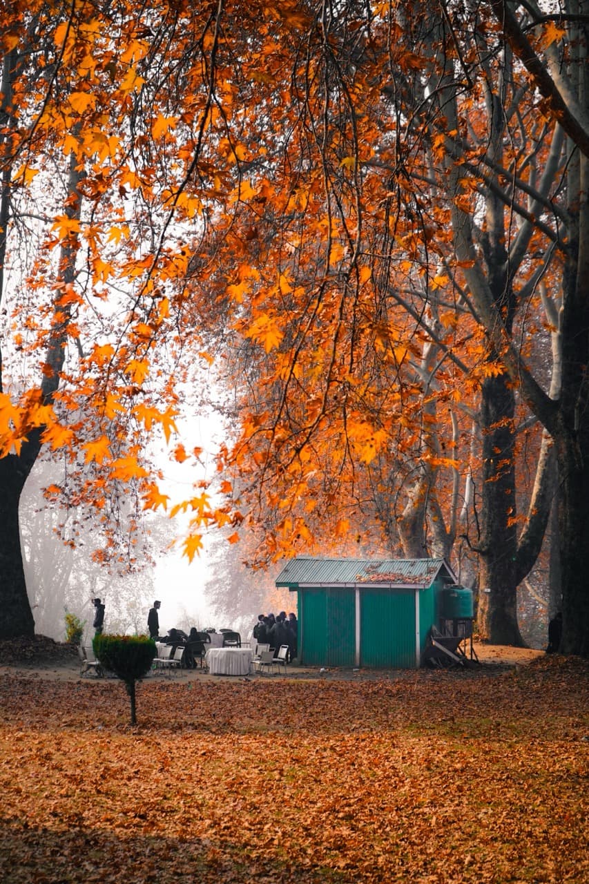 Chinar trees in full autumn colour in Srinagar